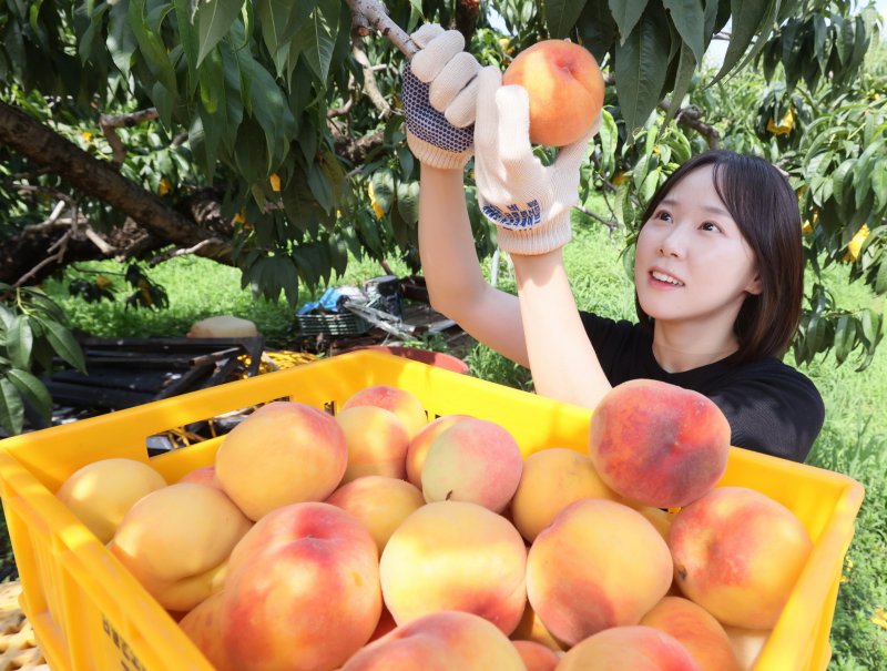 [임실=뉴시스] 김종효 기자 = 최고 품질의 임실 과수 특산물 '임실N복숭아'의 홍보차 23일 전북 임실군의 복숭아 농가를 찾은 임실군청 공무원이 복숭아 수확일을 돕고 있다. (사진=임실군 제공) 2025.07.23. photo@newsis.com *재판매 및 DB 금지