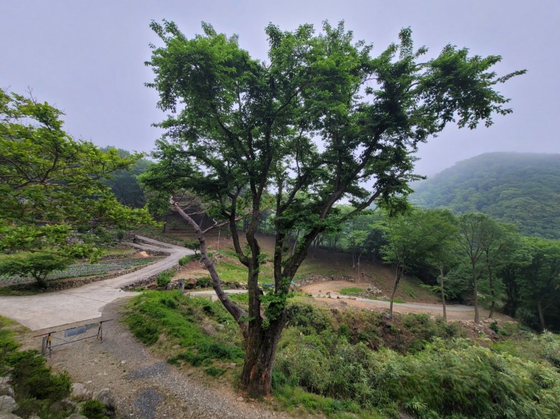 [양산=뉴시스]경상남도 '보호수'로 지정된 양산시 하북면 천성산 내원사 조계암 일원 '산뽕나무'.(사진=경남도 제공) 0225.07.24. photo@newsis.com