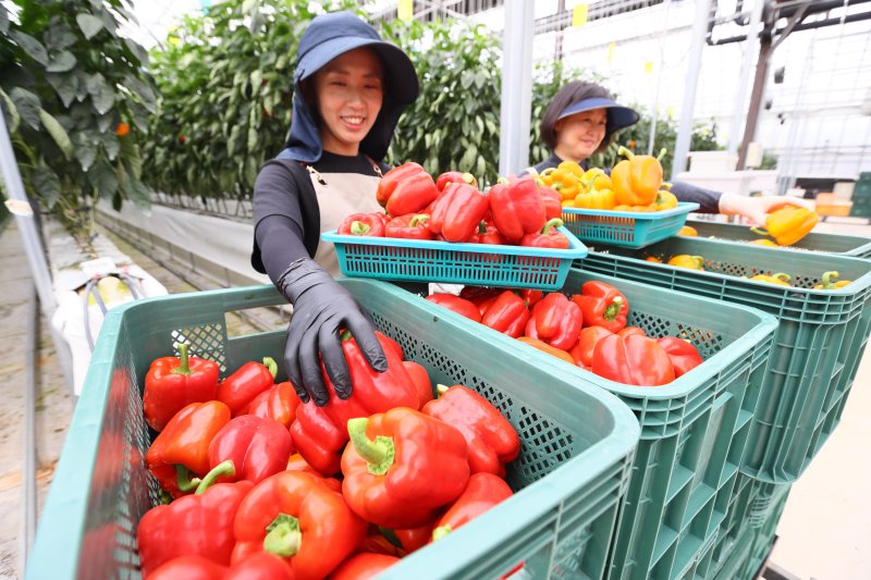 [서울=뉴시스] 사진은 2023년 10월 19일 전북 완주군 농촌진흥청 국립원예특작과학원 파프리카 시험 온실에서 직원들이 연구중인 파프리카를 수확하고 있는 모습. (사진=농촌진흥청 제공) 2023.10.19. photo@newsis.com *재판매 및 DB 금지
