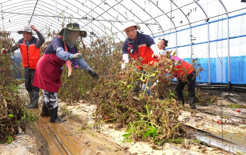 24일 조병옥 충북 음성군수가 비 피해가 발생한 원남면의 한 농가를 찾아 복구 활동을 벌이고 있다.(음성군 제공. 재판매 및 DB금지)/뉴스1