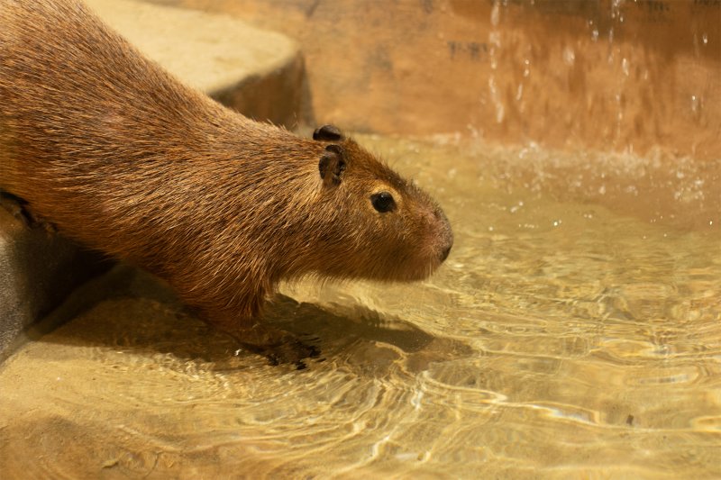 카피바라 먹이 주고 감귤빛 노을 아래 풀파티 '더 핫해진 제주' [Weekend 레저]