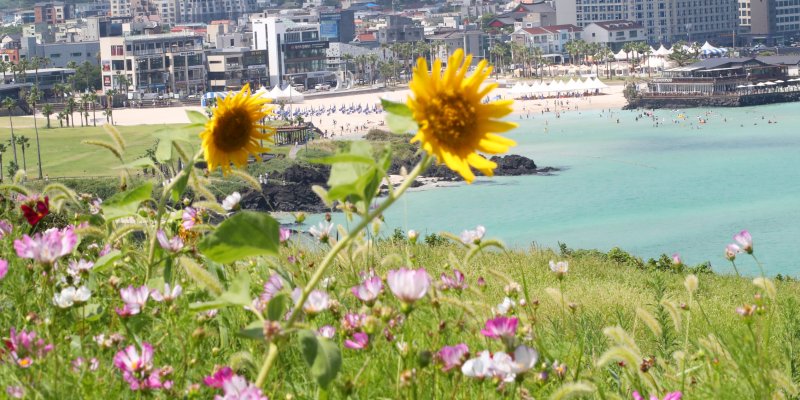 제주도 북부·남부·동부·서부·북부중산간에 폭염주의보가 내려진 23일 오전 제주시 조천읍 서우봉에 해바라기와 함께 때이른 코스모스가 펴 시선을 끌고 있다. 2025.7.23/뉴스1 ⓒ News1 오현지 기자