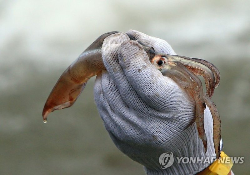 "오징어 살려" (출처=연합뉴스)
