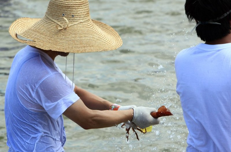 "바닷속 오징어를 잡아라" (출처=연합뉴스)