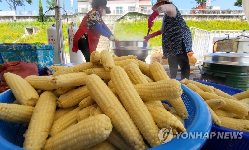 축제장에 나온 홍천 찰옥수수 (출처=연합뉴스)