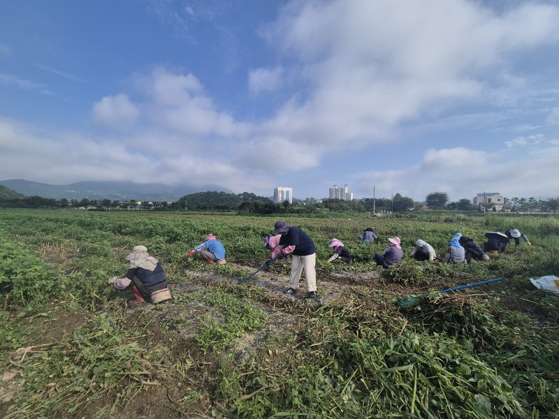 [진주=뉴시스]라이트닝 바카라 사이트업기술원, 도라지 농가 일손돕기 및 컨설팅.(사진=라이트닝 바카라 사이트업기술원 제공).2025.07.26.photo@newsis.com *재판매 및 DB 금지