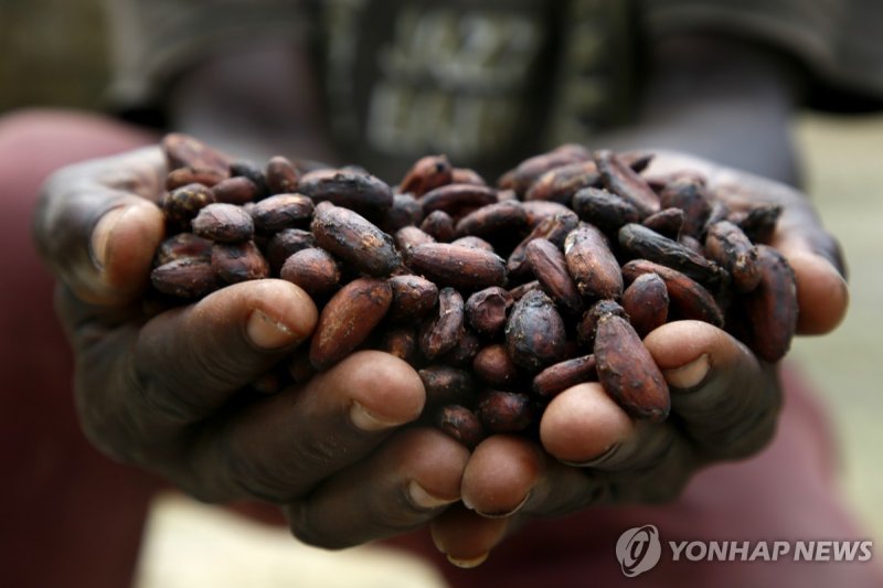 수확한 카카오빈을 들어 보이는 코트디부아르의 농민 (출처=연합뉴스)