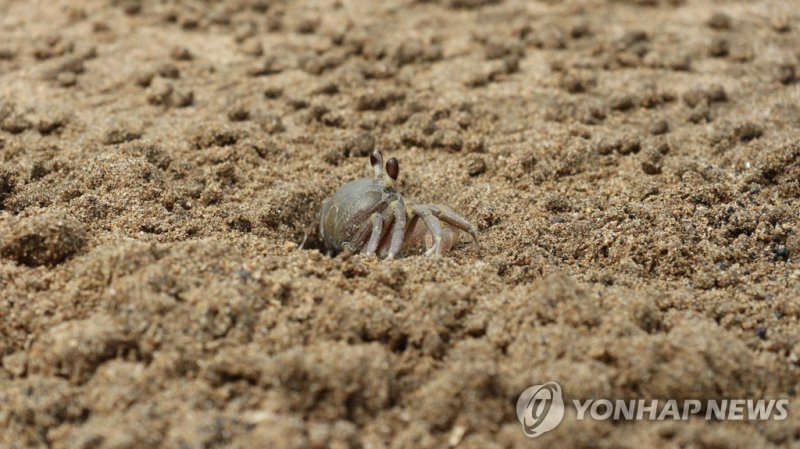제주 해안사구의 달랑게 (출처=연합뉴스)
