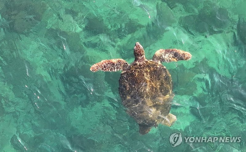 제주의 바다거북 (출처=연합뉴스)