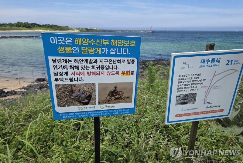 제주 해안사구의 달랑게 보호 팻말 (출처=연합뉴스)