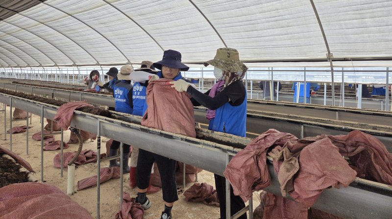 [합천=뉴시스] 더불어민주당 김정호 의원과 조국혁신당 차규근 의원 등 60여명이 수해복구 작업 봉사활동을 했다. (사진=합천군 제공) 2025. 07. 27. photo@newsis.com *재판매 및 DB 금지