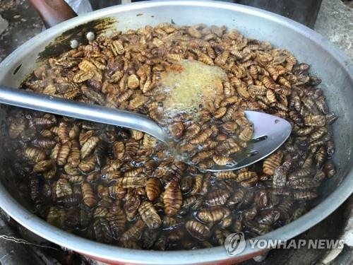 번데기 (출처=연합뉴스)
