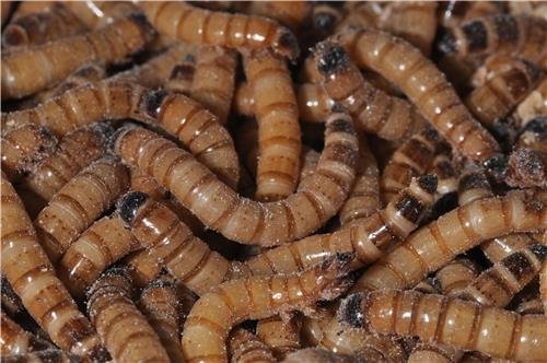 '아메리카왕거저리 유충' 식용곤충 인정…"단백질 풍부" (출처=연합뉴스)