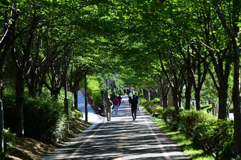28일 오전 경북 포항시 남구 대잠동 철길 숲에 있는 나무 그늘길을 따라 시민들이 산책하고 있다. 2025.7.28/뉴스1 ⓒ News1 최창호 기자