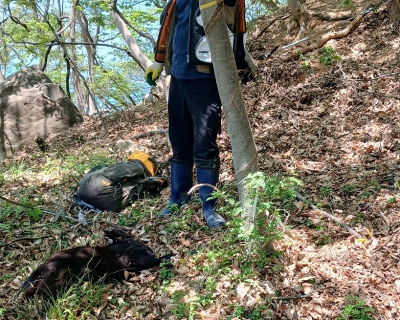 “살상력 높였다” 개조한 활로 ‘방목 흑염소’ 14마리 사냥한 양궁 동호회