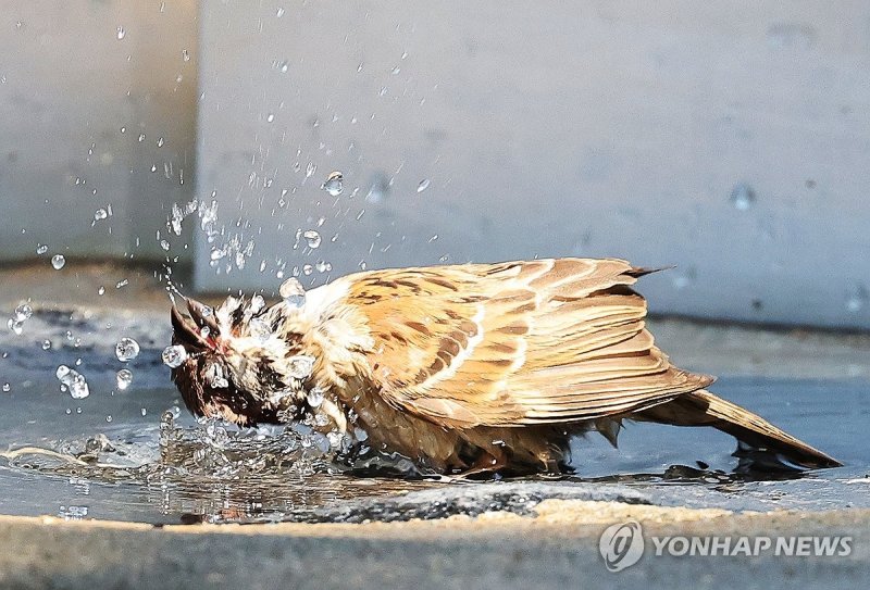 더위 식히는 참새 (출처=연합뉴스)