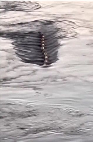 한강에서 목격된 10m 괴생명체, 영상 보니..
