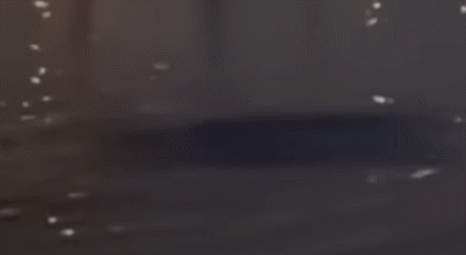 한강에서 목격된 10m 괴생명체, 영상 보니..