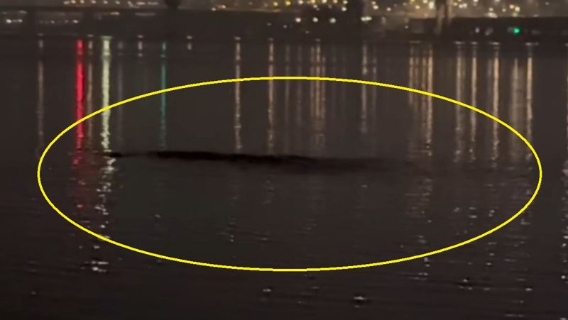 한강에서 목격된 10m 괴생명체, 영상 보니..
