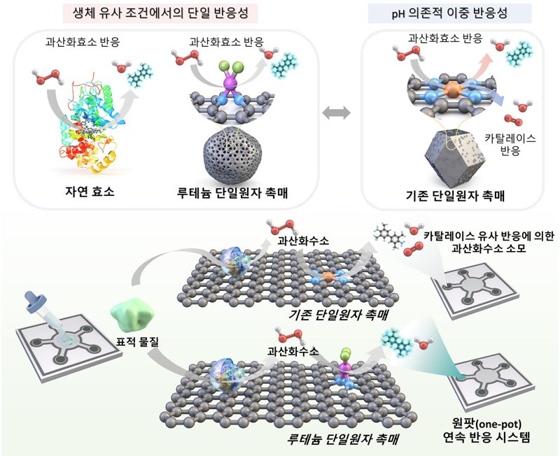 산화효소 선택적 반응 및 바이오마커 검출 모식도. KAIST 제공