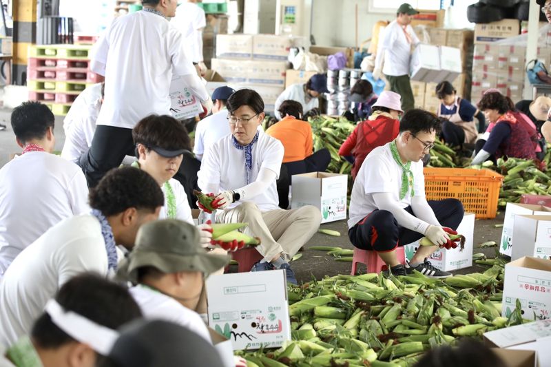 현대글로비스 임직원들이 지난 24일 '1사 1촌' 자매결연을 맺은 강원도 홍천군 자은2리에서 수확한 옥수수를 손질·포장하고 있다. 현대글로비스 제공