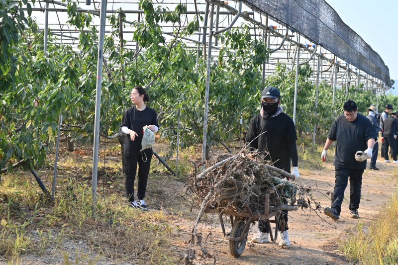 충남도 대변인실 직원들이 예산 체리 농가에서 호우 피해 복구에 나서고 있다. (충남도 제공. 재판매 및 DB금지)/뉴스1