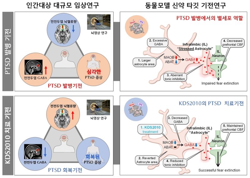 PTSD에서 별세포 GABA 조절 메커니즘 및 신약 KDS2010의 치료 효과 (출처=연합뉴스)