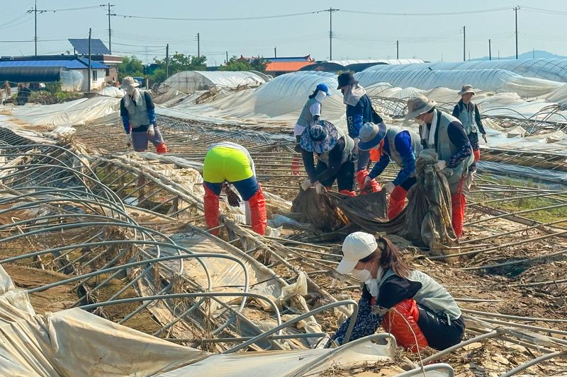 인천국제공항공사 임직원 봉사자들이 29일 충남 예산군 삽교읍에서 '수해지역 피해복구 봉사활동'을 펼치고 있다. 인천국제공항공사 제공