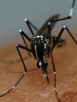 [세종=뉴시스]뎅기열 등을 일으키는 흰줄숲모기. 2018.07.18.(사진 = 질병관리본부 제공)photo@newsis.com