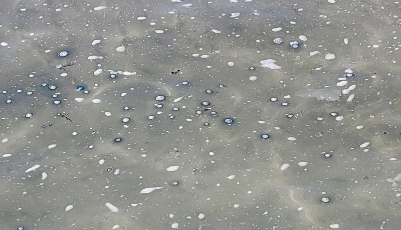 지난 28일 제주 서귀포시 표선해수욕장 해안가에 출몰한 해파리.(제주도소방안전본부 제공. 재판매 및 DB 금지)2025.7.29/뉴스1 ⓒ News1 홍수영 기자