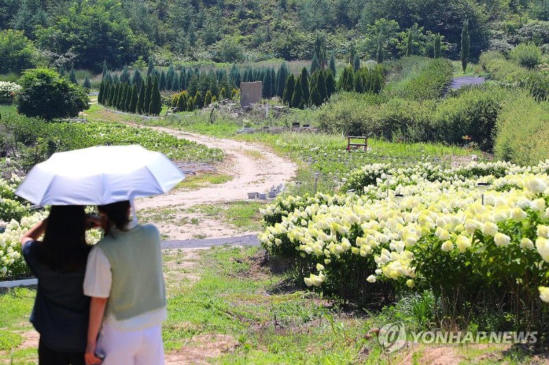 수국 구경 왔어요 (출처=연합뉴스)