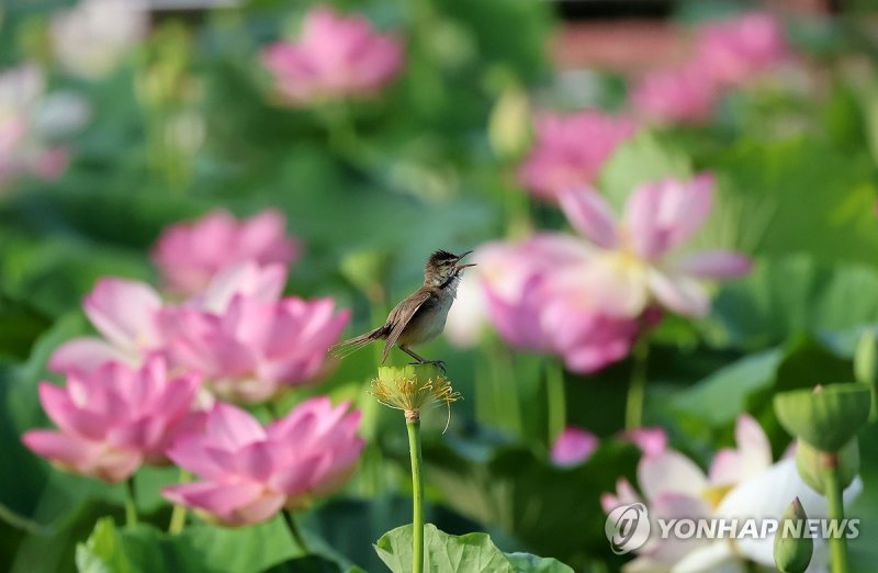 활짝 핀 연꽃과 개개비 (출처=연합뉴스)