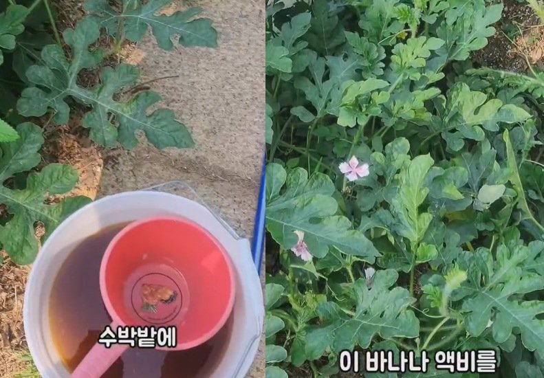 [서울=뉴시스] 가수 마야가 농부로 변신한 근황을 공개했다. (사진=마야 인스타그램 캡처) 2025.07.29. photo@newsis.com *재판매 및 DB 금지