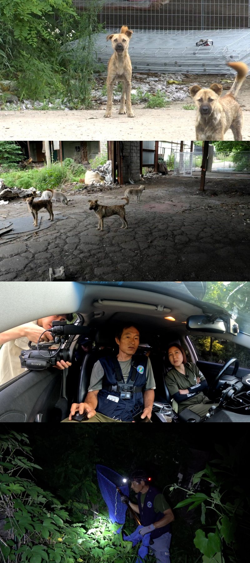 '인천 폐공장 점령' 들개 20마리…마을에 '공포대상'
