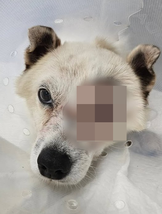 반려견에 비비탄 난사한 군인父, 피해자 협박 하더니..