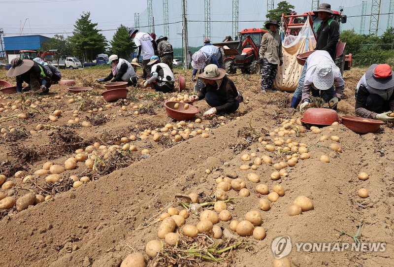 감자 수확 (출처=연합뉴스)