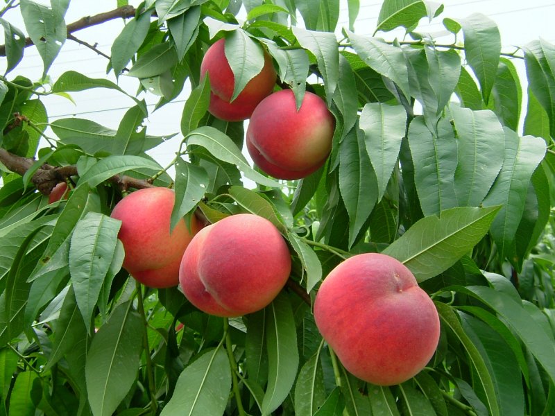 화순 복숭아. /뉴스1