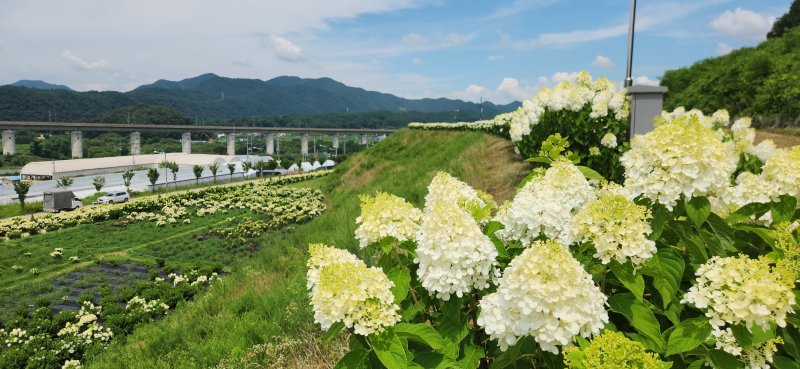 충북 옥천군 이원면 소재 묘목공원 산책로에 활짝 핀 하얀 수국이 자태를 뽐내고 있다. (옥천군 제공, 재판매 및DB금지) /뉴스1