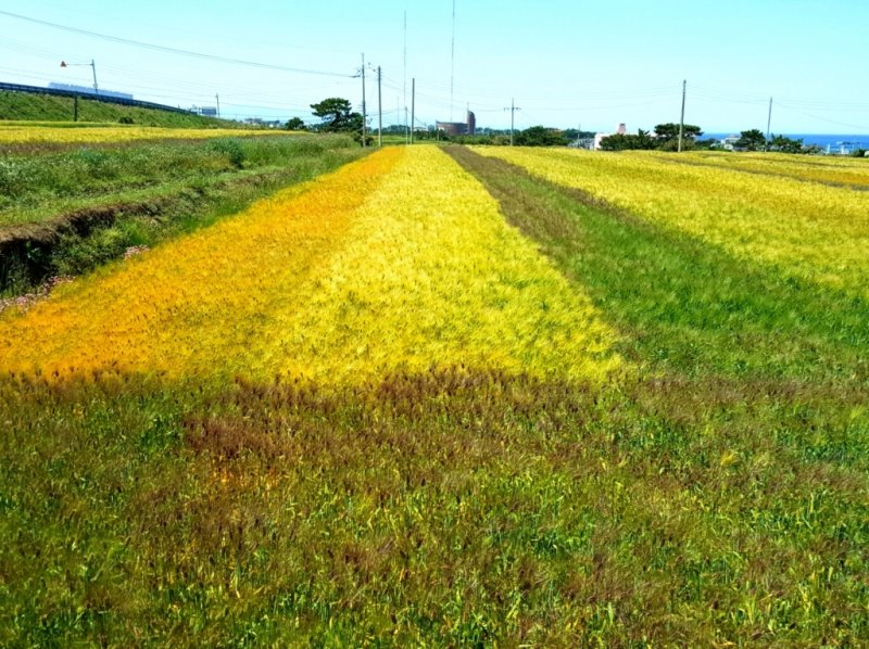 [포항=뉴시스] 송종욱 기자 = 사진은 포항 호미곶면 일원의 경관 농업 유색 보리 전경. (사진=포항시 제공) 2025.05.29. photo@newsis.com