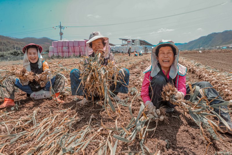 [의성=뉴시스] 한지형 마늘 전국 최대 생산지인 의성에서 마늘을 수확하고 있다. (사진=의성군 제공) 2025.06.18. photo@newsis.com *재판매 및 DB 금지