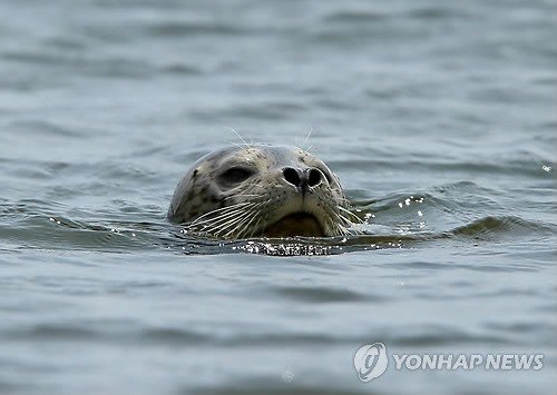 2017년 강릉 남대천 하구에 등장한 잔점박이물범 (출처=연합뉴스)