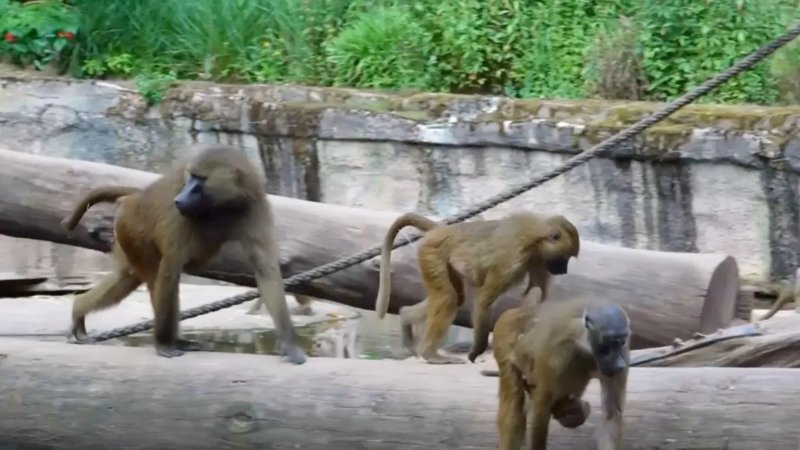 [뉘른베르크=AP/뉴시스] 독일 뉘른베르크 동물원에서 개코원숭이들이 우리 안을 돌아다니고 있다. 최근 동물원 측은 개체 수 과잉을 이유로 건강한 기니바부 12마리를 안락사시켜 논란이 일고 있다. 2025.07.29.