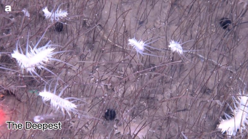 해저 9천532m에서 발견된 다모류 동물(흰색)과 튜브웜 (출처=연합뉴스)