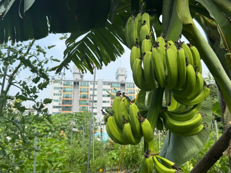 서울 노원구 천수주말농장 텃밭에 바나나가 주렁주렁 매달려 있다. 뉴스1 제공