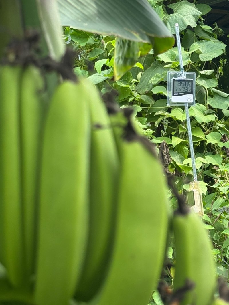 30일 오전 서울 노원구 천수주말농장 텃밭의 바나나 뒤편으로 보이는 온·습도계. 이날 서울 낮 최고기온 섭씨 36도였다.2025.07.30/뉴스1 ⓒ 뉴스1 권준언 기자
