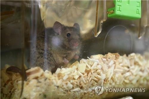실험용 생쥐 (출처=연합뉴스)