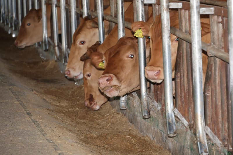 한미 관세타결…축산농가 일단 '안도' (출처=연합뉴스)