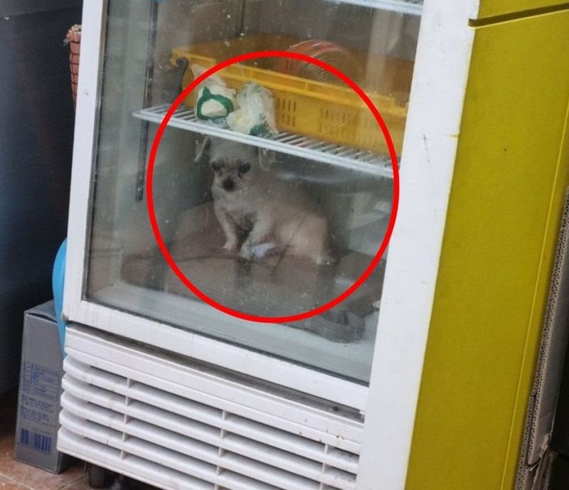 식재료 냉장고에 강아지 넣어둔 음식점, 냉장고 안에서..