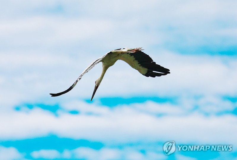 골프장 상공 나는 황새 (출처=연합뉴스)