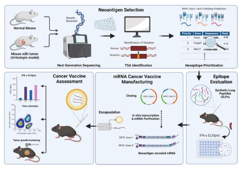 [부천=뉴시스] 정일형 기자 = 국내 최초 개인 맞춤형 mRNA 암백신 개발. (사진=가톨릭대 제공)